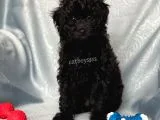 Sevimli Siyah Dişi Toy Poodle Yavrumuz