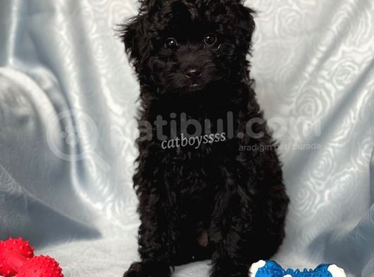 Sevimli Siyah Dişi Toy Poodle Yavrumuz görsel