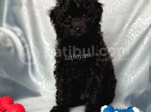 Sevimli Siyah Dişi Toy Poodle Yavrumuz