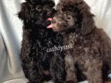Silver & Black Toy Poodle Yavrularımız