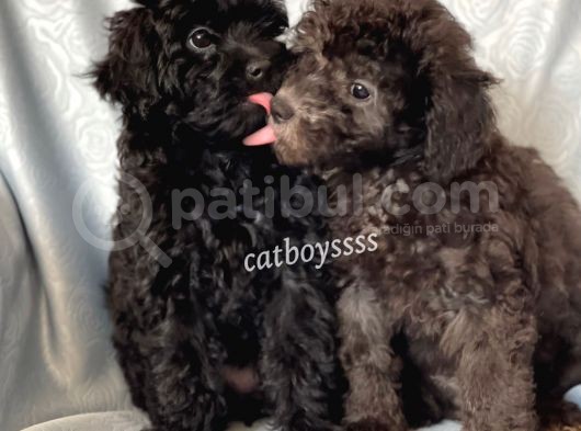 Silver & Black Toy Poodle Yavrularımız görsel