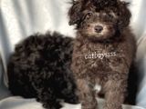 Silver & Black Toy Poodle Yavrularımız
