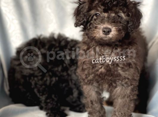Silver & Black Toy Poodle Yavrularımız görsel