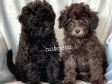Silver & Black Toy Poodle Yavrularımız