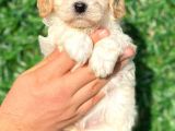 Anne Altından Gerçek Malti̇poo