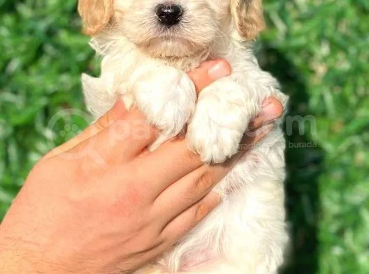 Anne Altından Gerçek Malti̇poo
