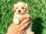 Anne Altından Malti̇poo Bebeklerimiz
