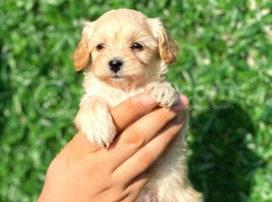 Anne Altından Malti̇poo Bebeklerimiz