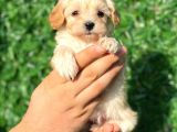 Anne Altından Malti̇poo Bebeklerimiz