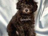 Silver Gümüş Renk Erkek Toy Poodle Yavrumuz