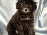 Silver Gümüş Renk Erkek Toy Poodle Yavrumuz