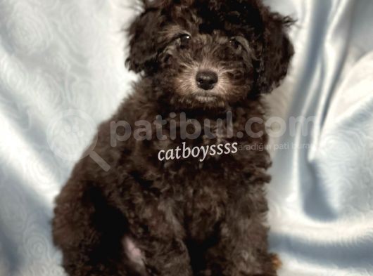 Silver Gümüş Renk Erkek Toy Poodle Yavrumuz görsel