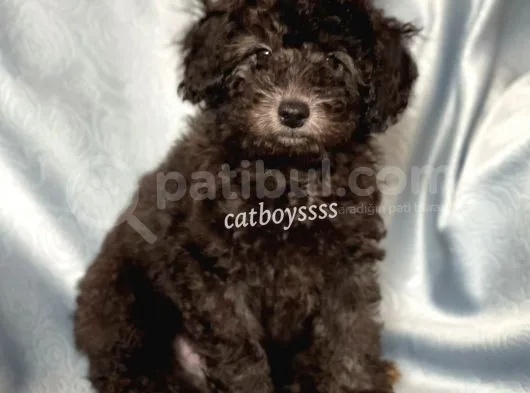 Silver Gümüş Renk Erkek Toy Poodle Yavrumuz