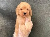Süper Kalite Toy Poodle Yavruları