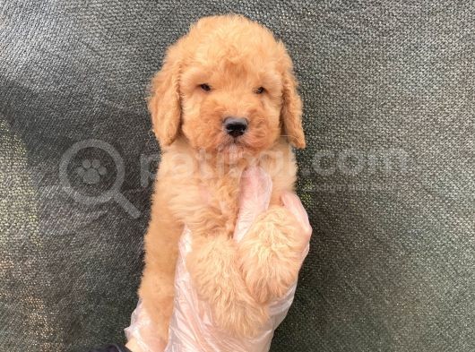 Süper Kalite Toy Poodle Yavruları görsel