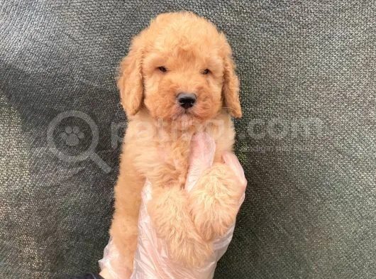 Süper Kalite Toy Poodle Yavruları