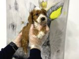 Müthiş King Charles Cavalier Yavruları