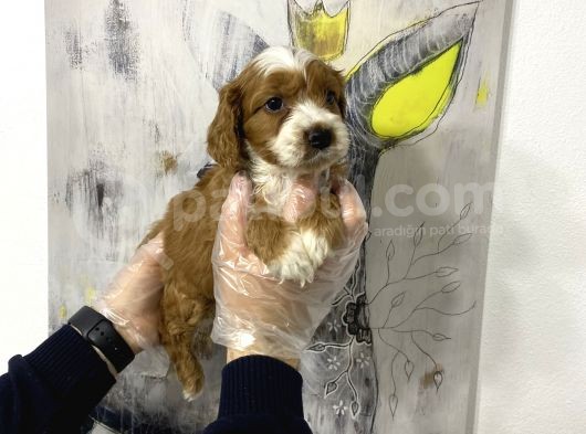Müthiş King Charles Cavalier Yavruları görsel