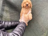 Süper Kalite Toy Poodle Yavruları