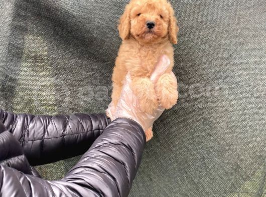 Süper Kalite Toy Poodle Yavruları görsel