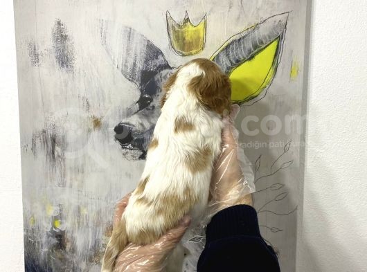Süper Kalite Cavalier Yavruları görsel