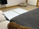 Toy Poodle 3 Aylık