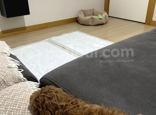 Toy Poodle 3 Aylık görsel