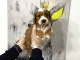 Müthiş King Charles Cavalier Yavruları