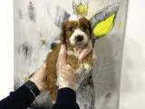 Müthiş King Charles Cavalier Yavruları