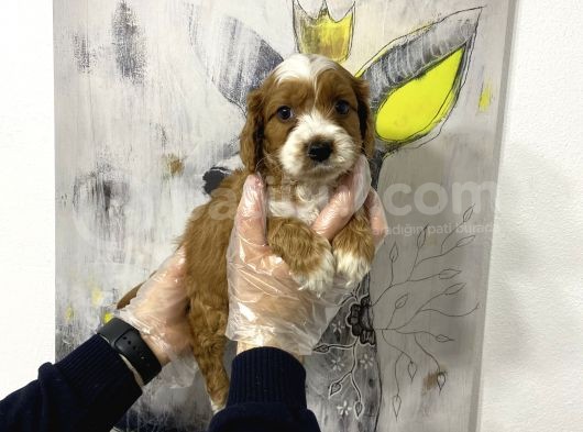 Müthiş King Charles Cavalier Yavruları görsel