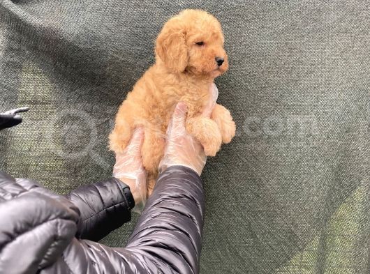 Süper Kalite Toy Poodle Yavruları görsel