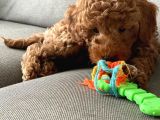 Toy Poodle 3 Aylık