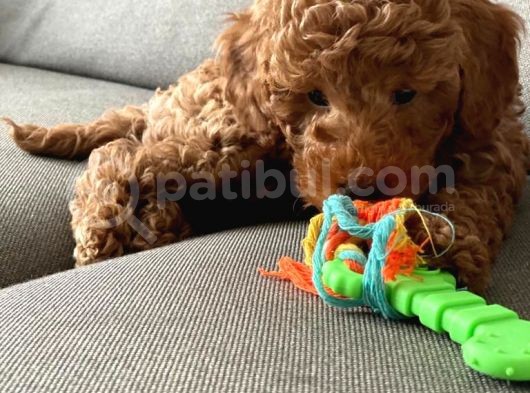 Toy Poodle 3 Aylık görsel