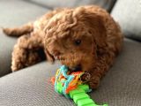 Toy Poodle 3 Aylık