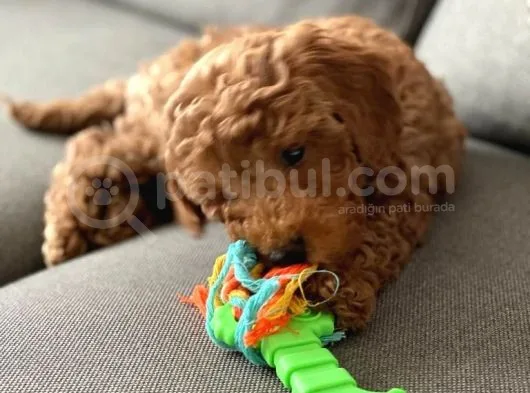 Toy Poodle 3 Aylık