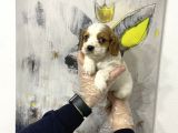 Süper Kalite Cavalier Yavruları