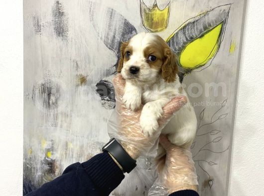 Süper Kalite Cavalier Yavruları görsel