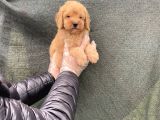 Süper Kalite Toy Poodle Yavruları