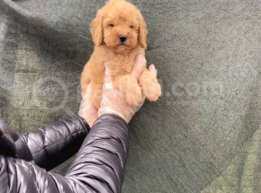 Süper Kalite Toy Poodle Yavruları görsel
