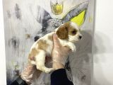 Süper Kalite Cavalier Yavruları