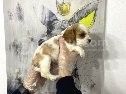 Süper Kalite Cavalier Yavruları görsel