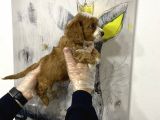 Müthiş King Charles Cavalier Yavruları