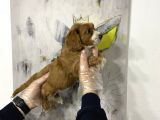 Müthiş King Charles Cavalier Yavruları