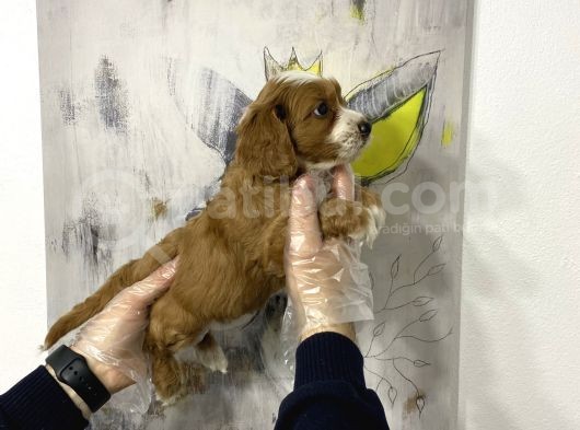 Müthiş King Charles Cavalier Yavruları görsel