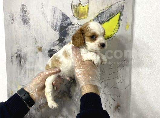 Süper Kalite Cavalier Yavruları görsel
