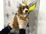 Müthiş King Charles Cavalier Yavruları