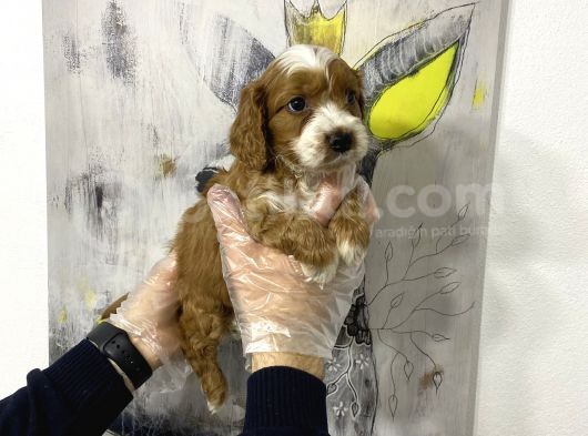 Müthiş King Charles Cavalier Yavruları görsel