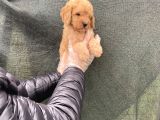 Süper Kalite Toy Poodle Yavruları