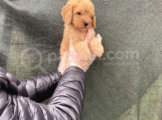 Süper Kalite Toy Poodle Yavruları görsel
