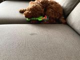 Toy Poodle 3 Aylık